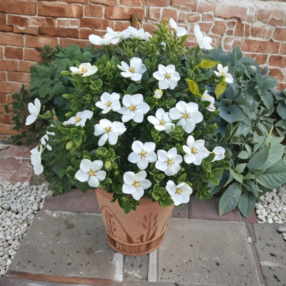Gardenia Seeds – Gardenia jasminoides Cape Jasmine | 20+ Seeds | Fragrant White Flowering Shrub | Evergreen Ornamental Plant