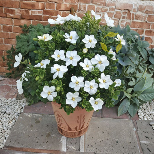 Gardenia Seeds – Gardenia jasminoides Cape Jasmine | 20+ Seeds | Fragrant White Flowering Shrub | Evergreen Ornamental Plant