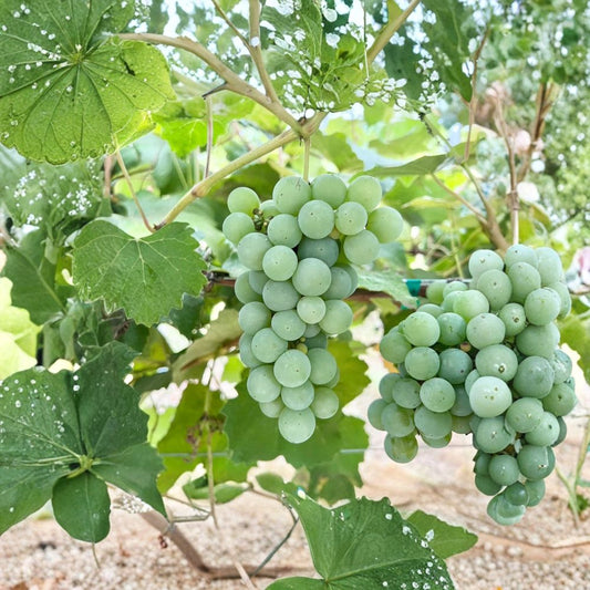 Niagara Grape Cuttings – 5 Pack | Vitis labrusca White Grape Propagation | Sweet Aromatic Table Grape | Grow Your Own Vineyard | US Seller