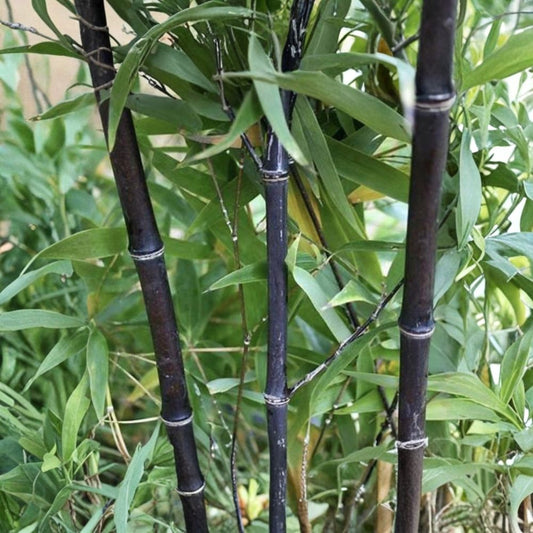 Black Timber Bamboo – Phyllostachys nigra Bare Root Rhizomes | Set of 5 | Live Black Bamboo Plants