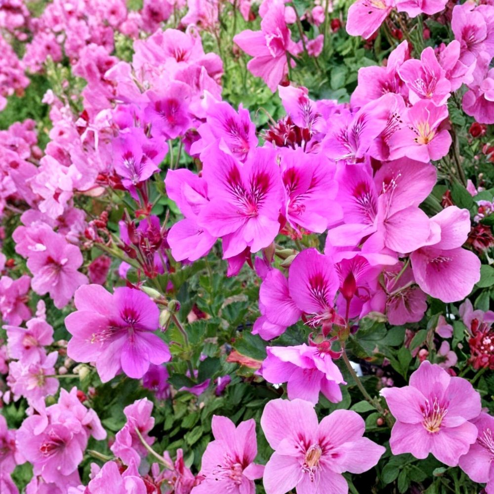 Purple Pink Regal Geranium Cuttings – Pelargonium x domesticum Live Plant Cuttings | 5 Unrooted 6 Inch Cuttings | Orchid-Like Purple Pink Blooms | Patio Friendly | Easy to Grow