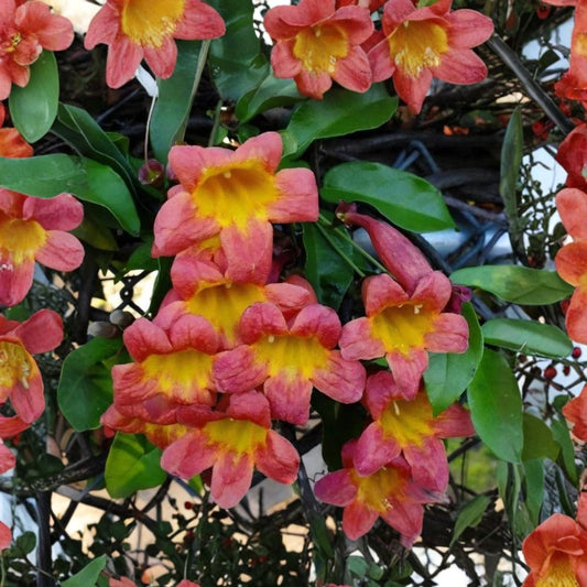 Crossvine Live Plant – Bignonia capreolata | Bare Root Starter Plant | Native Perennial Vine | Tangerine & Yellow Flowers | Hummingbird Plant