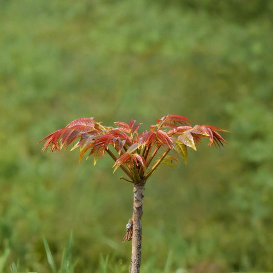 Toona sinensis – Chinese Toon Tree Live Plant | 1 Gallon Potted Fragrant Spring Tree | Edible Leaf Vegetable | 香椿苗 椿芽
