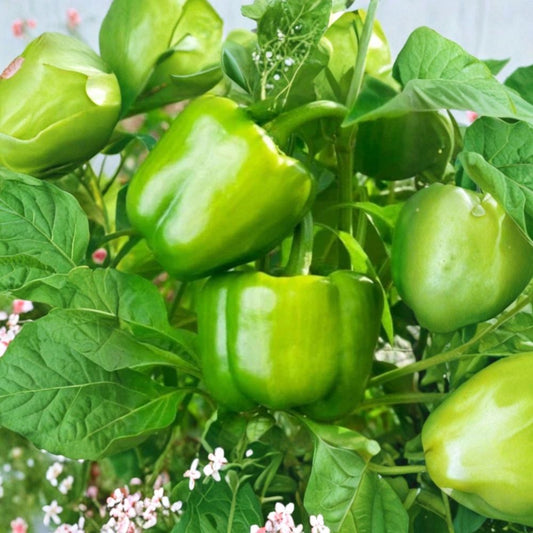Yolo Wonder Bell Pepper – 3 Live Plants | 75+ Days Old | Sweet Pepper Starter | Organic Grown | Garden & Container Friendly