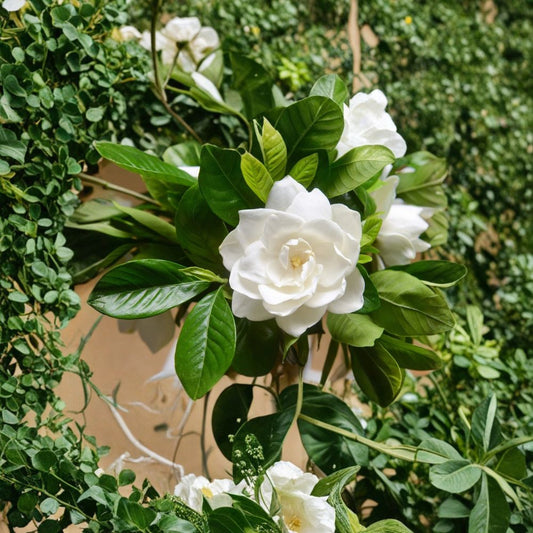 Gardenia Seeds 50 – Gardenia jasminoides Cape Jasmine | Fragrant White Flower Shrub Seeds | Heirloom Tropical Garden Plant