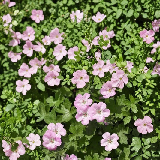 Mavis Simpson Geranium Seeds – 25+ Premium Flower Seeds | Hardy Garden Blooms | Patio & Container Friendly | Easy to Grow