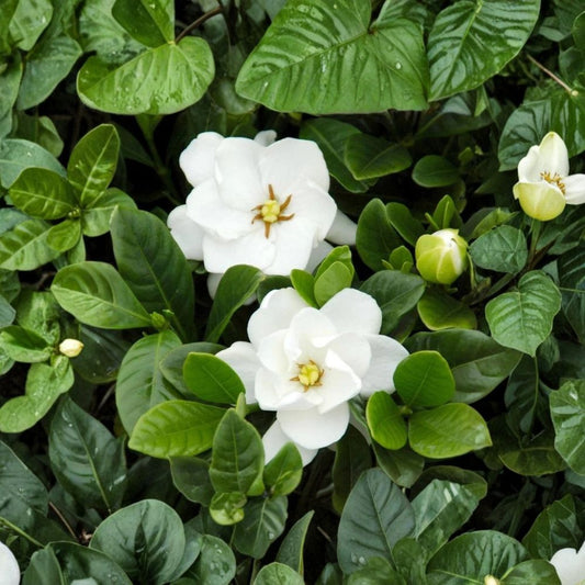 Gardenia ‘Buttons’ Live Plant – Dwarf Cape Jasmine 2.5 Qt Pot | Double White Fragrant Flowers | Compact Patio Garden Plant