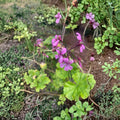 Pelargonium Radens Seeds – 5 Trailing Geranium Seeds | Fragrant Creeping Pelargonium | Ground Cover & Hanging Basket Plant