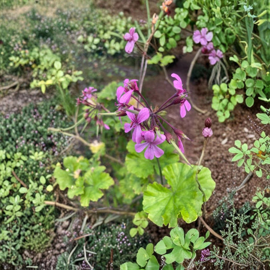 Pelargonium Radens Seeds – 5 Trailing Geranium Seeds | Fragrant Creeping Pelargonium | Ground Cover & Hanging Basket Plant
