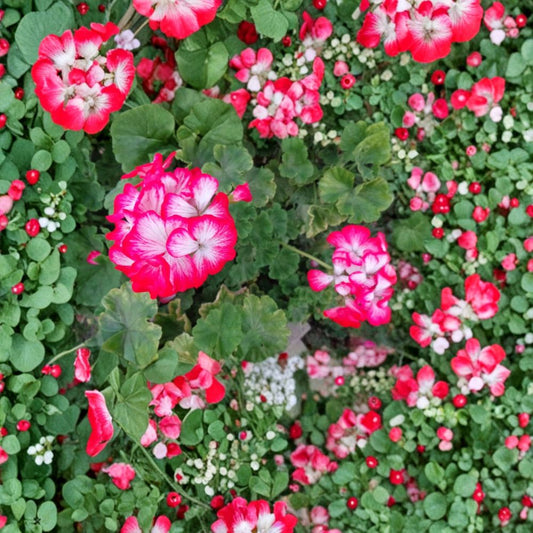 Red & White Geranium – Set of 2 Fresh Live Cuttings | 6-Inch Starter Cuttings | Fragrant Flowers | Pelargonium | Easy-Care Container Plant | No Roots, Soil or Pot