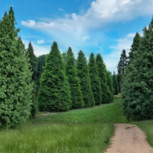 Green Giant Arborvitae – Thuja plicata Live Starter Plants | 10 Pack 6–12 Inch Bare Root Trees | Fast Growing Privacy Hedge | Evergreen Screen