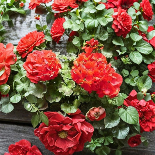 Ringo 2000 Deep Red Geranium Seeds – 100 Pelargonium Seeds | Deep Red Garden Geranium Flowers