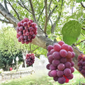 Benifuji Grape Vine – Vitis vinifera Bare Root | Japanese Red Table Grape | Sweet Aromatic Variety | Patio & Backyard Friendly | High Yield Fruit Vine