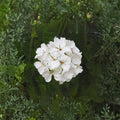 Patriot White Geranium Live Plant – 4" Potted Pelargonium | Easy Care Summer Blooming Flower