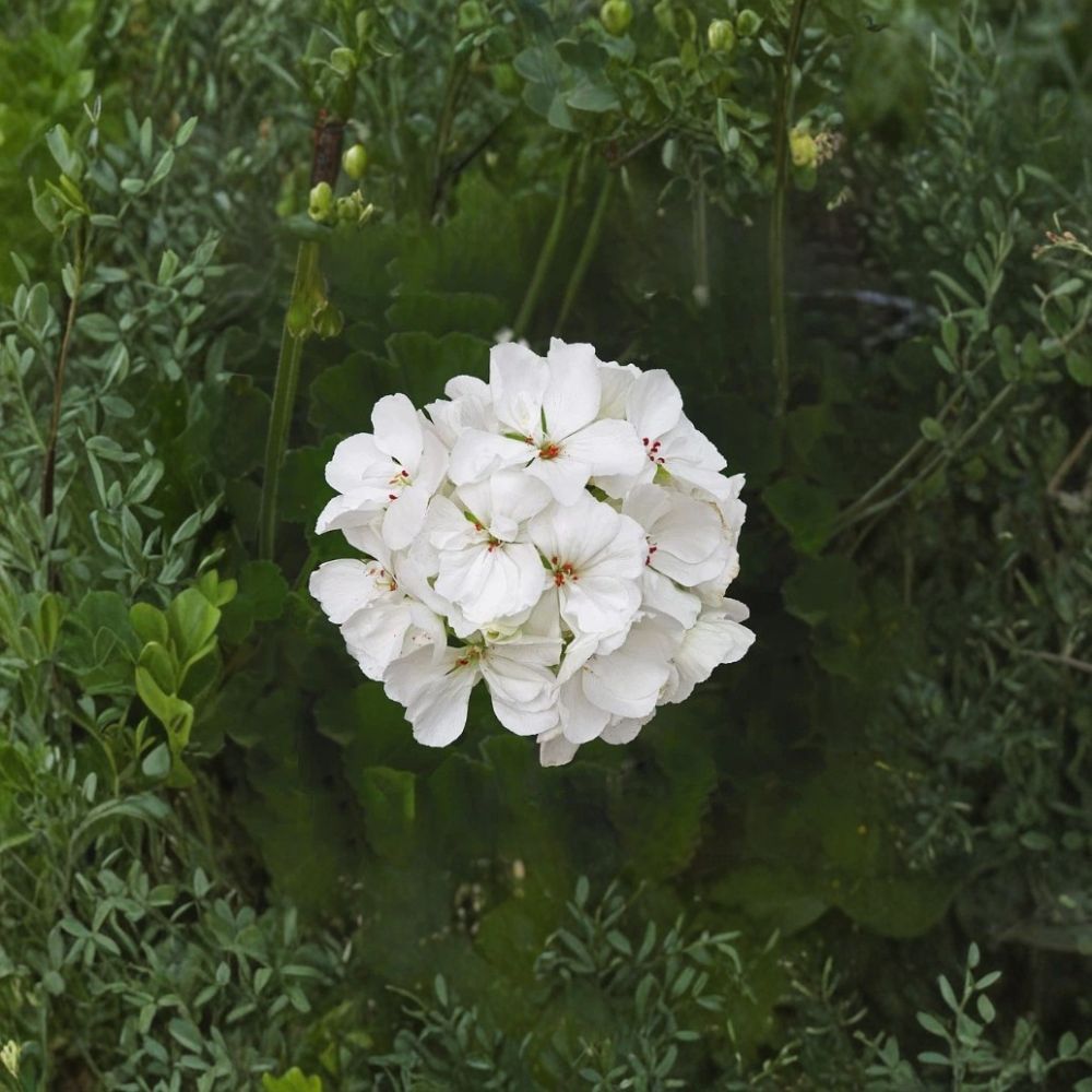 Patriot White Geranium Live Plant – 4" Potted Pelargonium | Easy Care Summer Blooming Flower
