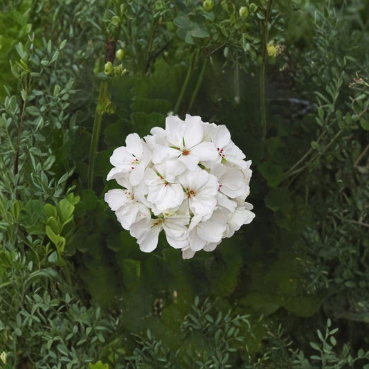 Patriot White Geranium Live Plant – 4" Potted Pelargonium | Easy Care Summer Blooming Flower
