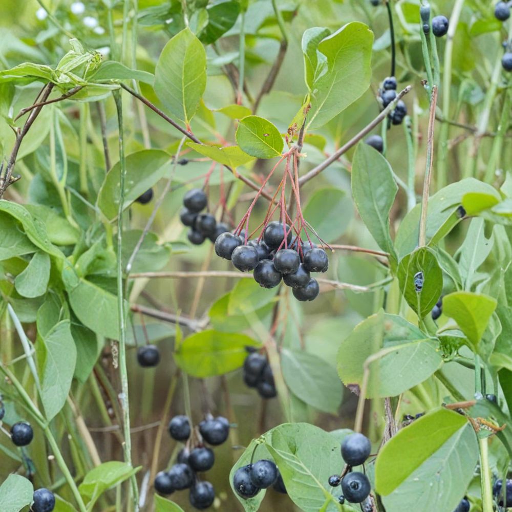 Black Chokeberry – Aronia melanocarpa Live Plant | Edible Berry Shrub | Self-Pollinating Superfruit | Zones 3–9