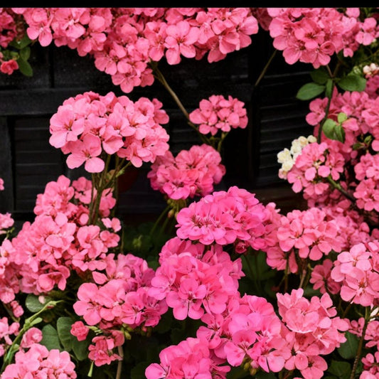 Patriot Tickled Pink Geranium Seeds – 25+ Premium Flower Seeds | Bright Pink Garden Blooms | Patio & Container Friendly | Easy to Grow