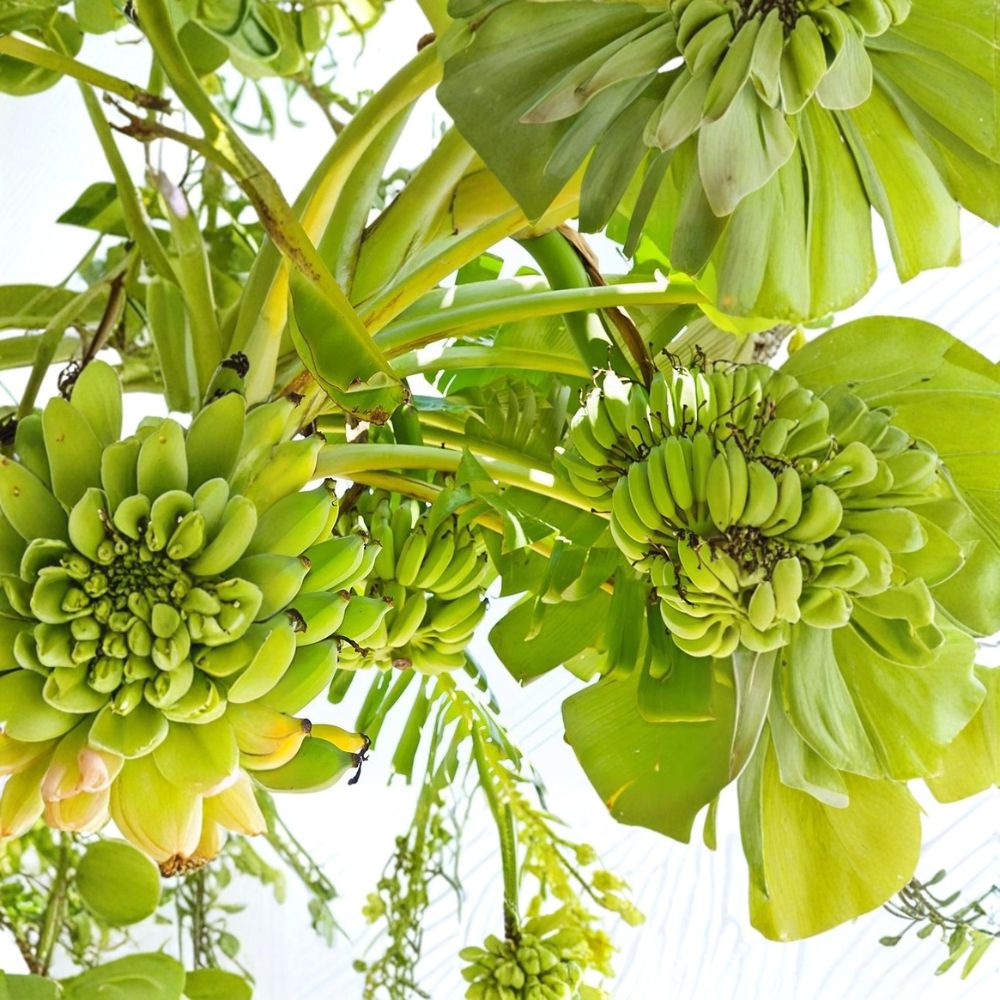 Double Mahoi Dwarf Banana Plants – Musa Live Starter Plugs | 3 Bare Root Banana Plants | Sweet Dessert Banana | Container Friendly Tropical Fruit
