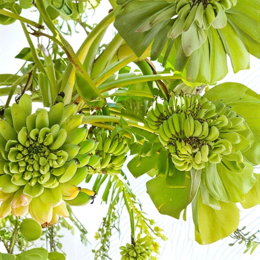 Double Mahoi Dwarf Banana Plants – Musa Live Starter Plugs | 3 Bare Root Banana Plants | Sweet Dessert Banana | Container Friendly Tropical Fruit