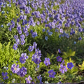Blue Sunrise Blugold Geranium Seeds – 25+ Flower Seeds | Vibrant Garden Blooms | Pot & Border Friendly | Easy to Grow | USA Shipping