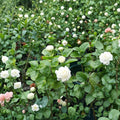Grand Duke of Tuscany Jasmine Plant – Jasminum sambac Live Starter | Small Rooted Plant in Pot | Double Bloom Arabian Jasmine | Highly Fragrant