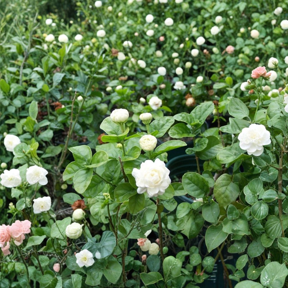 Grand Duke of Tuscany Jasmine Plant – Jasminum sambac Live Starter | Small Rooted Plant in Pot | Double Bloom Arabian Jasmine | Highly Fragrant