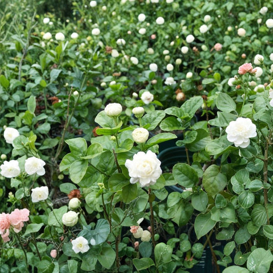 Grand Duke of Tuscany Jasmine Plant – Jasminum sambac Live Starter | Small Rooted Plant in Pot | Double Bloom Arabian Jasmine | Highly Fragrant