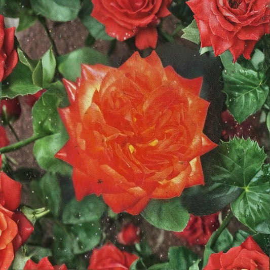 Charisma Floribunda Rose – Red Orange Yellow Live Bush Plant | 2 Gallon Size | Multicolor Floribunda Rose Shrub | Vibrant Continuous Blooms | Easy to Grow Garden Rose