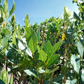 Bay Laurel Live Plant – Laurus nobilis | 5–7 Inch Bay Leaf Tree | Culinary Herb Plant | Indoor Outdoor Evergreen | Potted or Bare Root