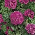 Maverick Pink Geranium Seeds – 100 Pelargonium Seeds | Bright Pink Garden Flowers