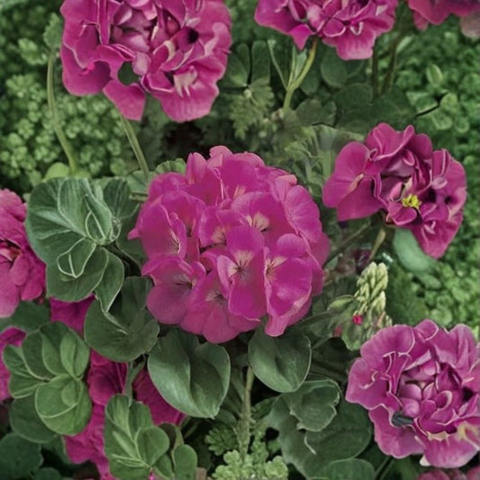 Maverick Pink Geranium Seeds – 100 Pelargonium Seeds | Bright Pink Garden Flowers