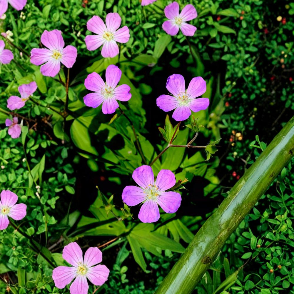 Wild Geranium Root Divisions – 5 Live Hardy Perennial Plants | Purple Blooming Garden Flowers | Shade & Sun Friendly | Easy to Grow