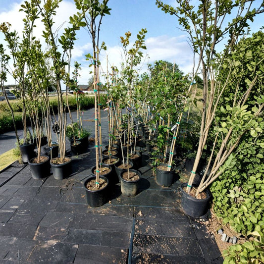 Red Sunset Maple Tree – Live Shade Tree | 4–6 Feet Tall | Brilliant Red Fall Color | Fast Growing Landscape Tree | Easy to Grow