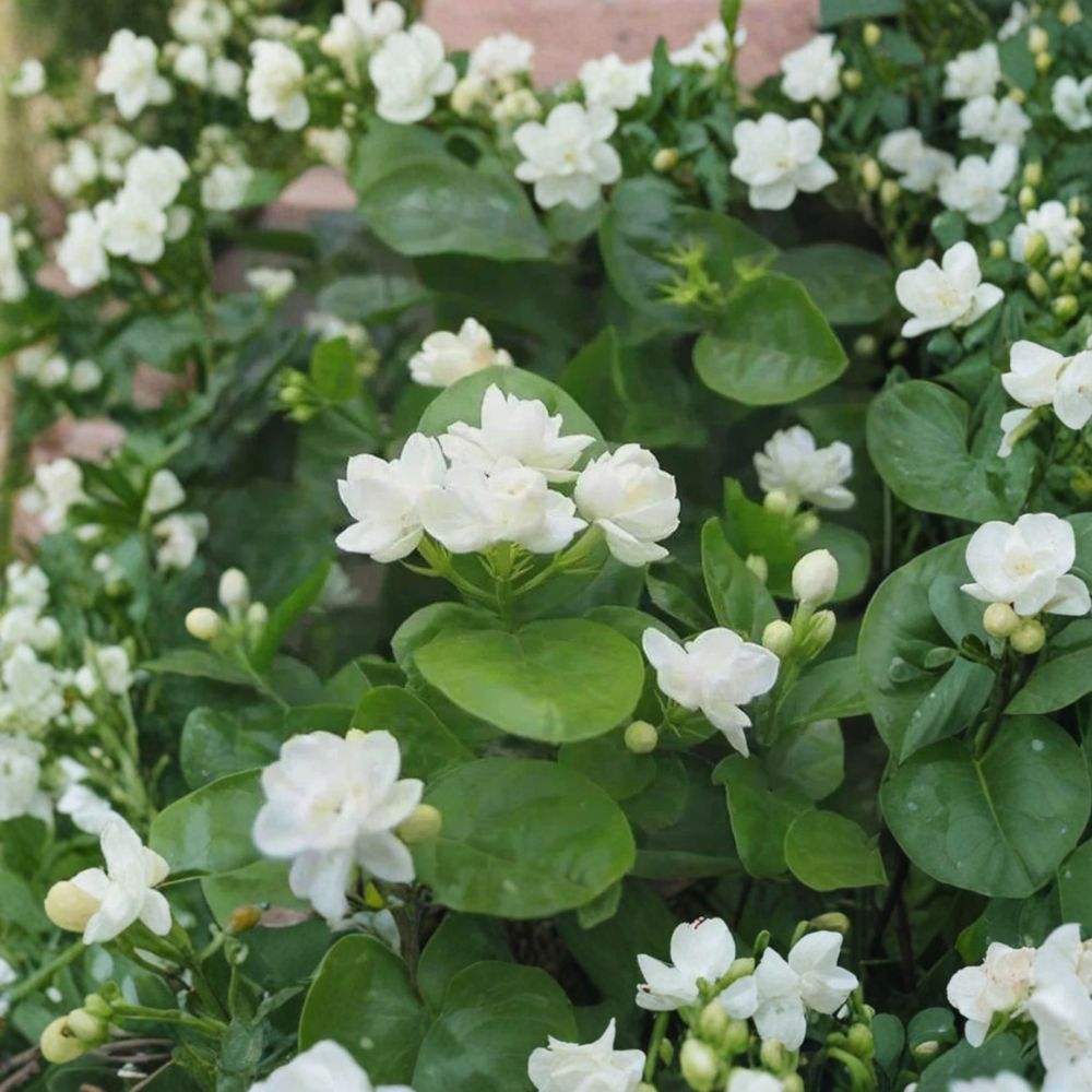 Arabian Jasmine Seeds – Pure White Flowers 10 Pack | Jasminum sambac Fragrant Plant | Indoor Outdoor Bonsai Garden