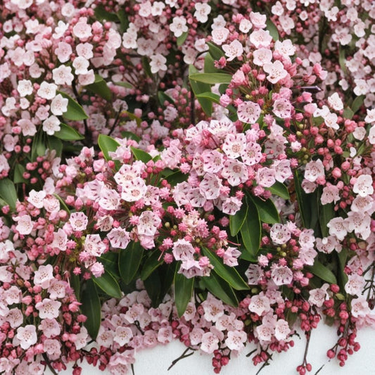 Pink Mountain Laurel Live Bare Root Plant – Kalmia latifolia | Natural Established Root | Pink Flowering Shrub | Garden Plant