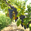 Steuben Grape Vine – Live Plant | Japanese Tsuruta Steuben Seeded Grape | Cold Hardy to -20°F | Sweet Table, Juice & Jelly Grape | Vigorous Backyard Vine