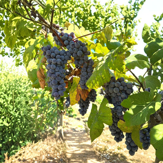 Steuben Grape Vine – Live Plant | Japanese Tsuruta Steuben Seeded Grape | Cold Hardy to -20°F | Sweet Table, Juice & Jelly Grape | Vigorous Backyard Vine