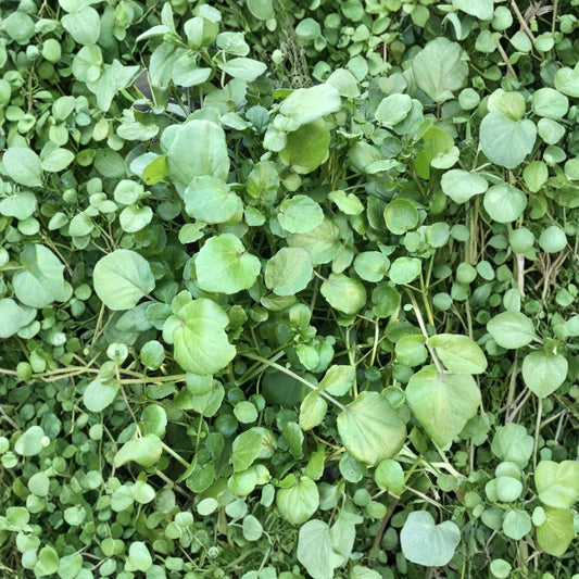 Watercress Live Plant | Rooted Bare Root Vegetable | Nasturtium officinale | Edible Aquatic Herb | Ready to Plant