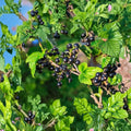 Consort Black Currant – Live Rooted Plant | Self-Pollinating Edible Berry Shrub | Cold Hardy Fruit Bush | Zones 4–8