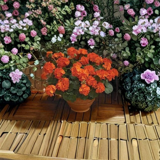 Maverick Orange Geranium Seeds – 100 Zonal Pelargonium Seeds | Bright Orange Garden & Patio Flowers