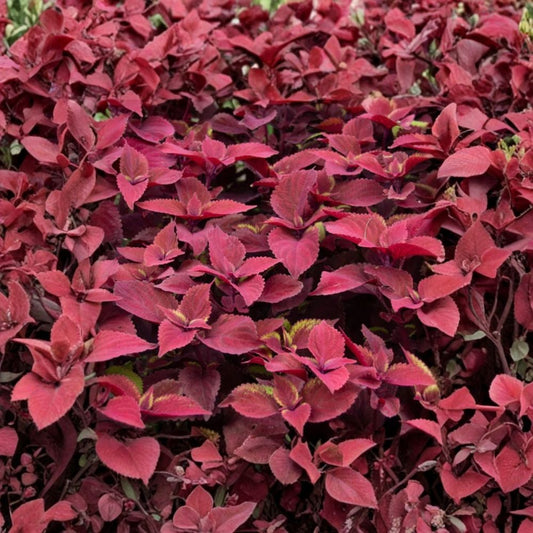 Ox Blood Coleus – 3 Live Plants | 4–6 Inches Tall | No Pot | Deep Burgundy Foliage | Ornamental Garden & Container Plant | Easy to Grow