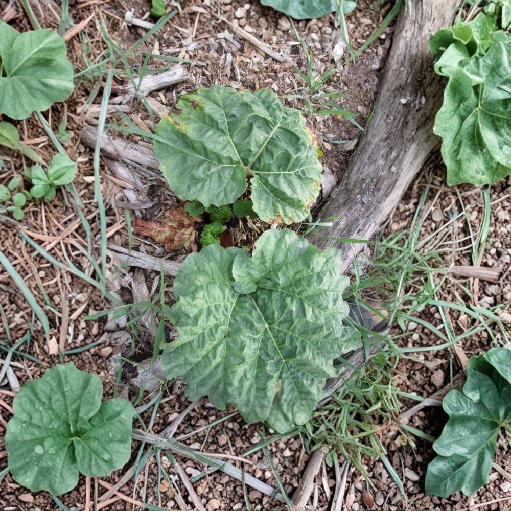 Victoria Red Rhubarb – Rheum rhabarbarum Bare Root Crown | Freshly Dug | Hardy Perennial Vegetable | Easy to Grow