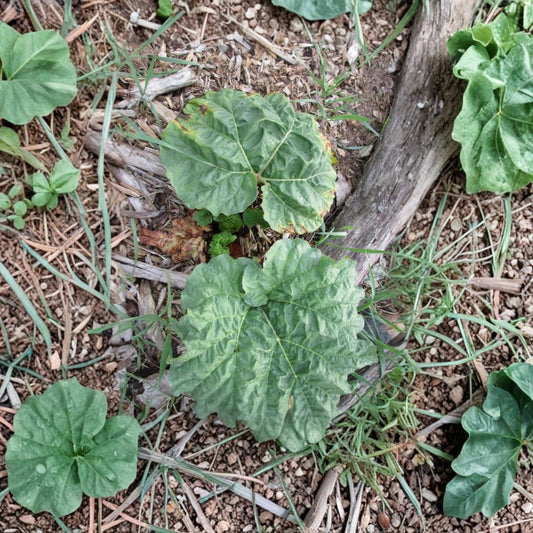 Victoria Red Rhubarb – Rheum rhabarbarum Bare Root Crown | Freshly Dug | Hardy Perennial Vegetable | Easy to Grow
