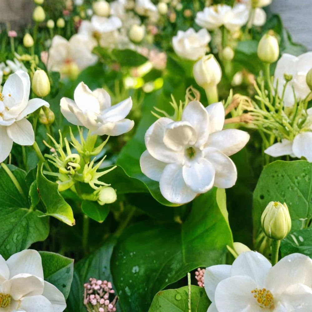 Jasmine Plant Live – Jasminum sambac 10 Inch Tall in 3.5 Inch Pot | Fragrant Flowering Houseplant | Indoor Outdoor Arabian Jasmine