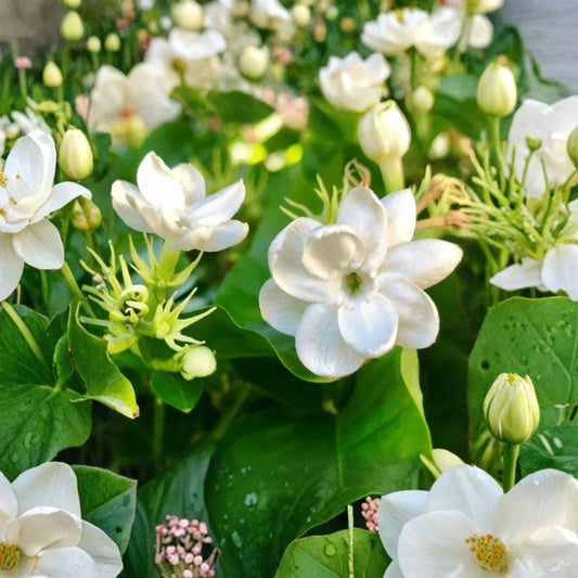 Jasmine Plant Live – Jasminum sambac 10 Inch Tall in 3.5 Inch Pot | Fragrant Flowering Houseplant | Indoor Outdoor Arabian Jasmine