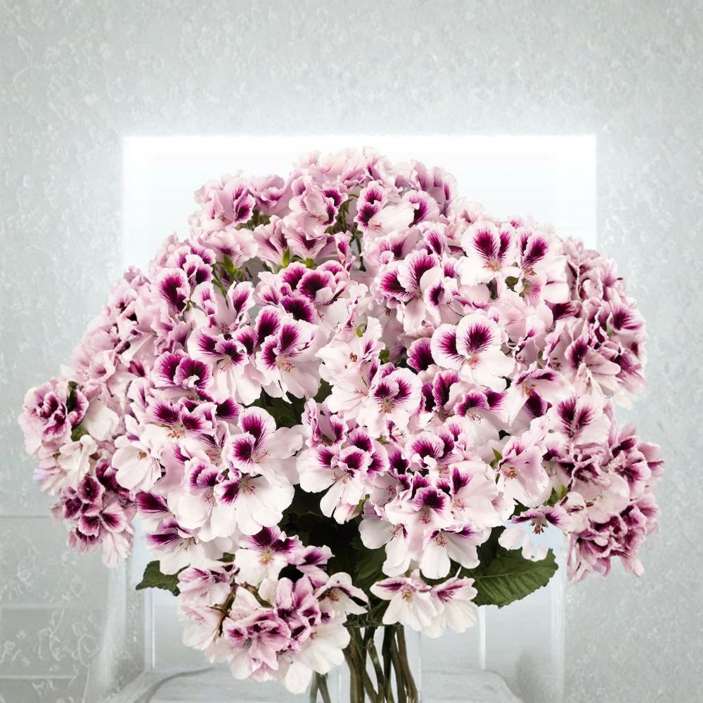 White Purple Geranium Seeds – 10 Premium Flower Seeds | Bi-Color Perennial Blooms | Patio & Container Friendly | Easy to Grow