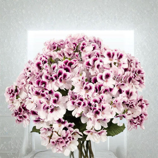 White Purple Geranium Seeds – 10 Premium Flower Seeds | Bi-Color Perennial Blooms | Patio & Container Friendly | Easy to Grow