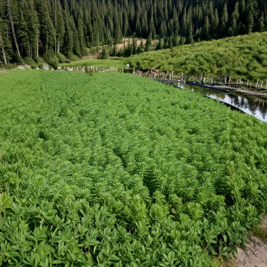 Parrot's Feather Pond Plant – Myriophyllum aquaticum Live Aquatic Plant | 1 Bunch Surface Pond Plant | Hardy Water Garden Plant | Buy 2 Get 1 Free