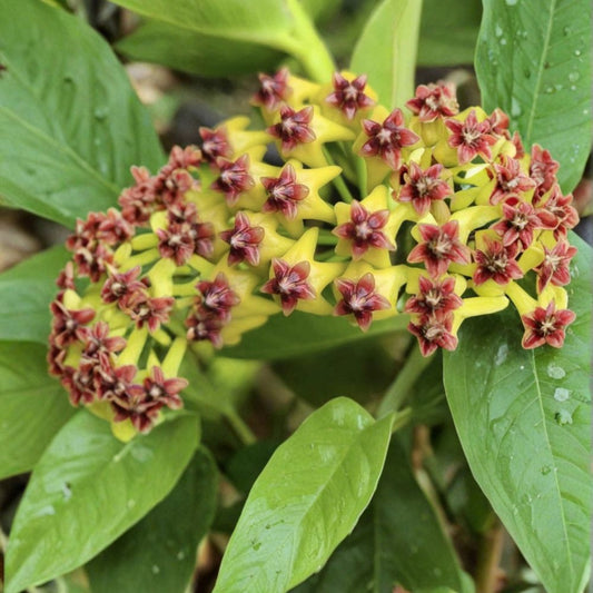 Hoya Cumingiana – Hoya cumingiana Live Rooted Houseplant | Young Plant | Easy-Care Indoor Wax Plant | Fragrant Blooming Vine
